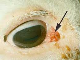 Image result for eyeball enucleation cattle