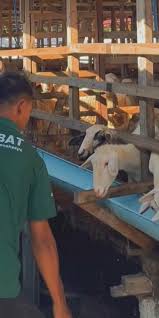 Aliyah Rizq Agriculture Siapkan Pembagian Hewan Kurban untuk Idul Adha 2026 di Deli