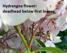 Image de Deadheading a hydrangea