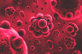 Resultado de imagen para imagenes de bacterias