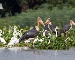 Image of Prek Toal Bird Sanctuary, Cambodia