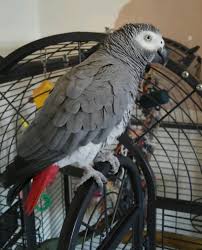Image result for african grey parrot for sale