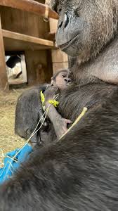 Visitors will be able to see a new baby gorilla at the National ...