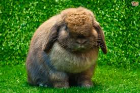 Image result for RABBIT