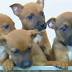 SA vets oppose desexing laws