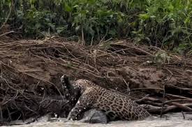 Onça arma emboscada e dá o bote contra jacaré gigante; veja vídeo