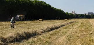 Résultat de recherche d'images pour "les bois dont les rêves sont faits"