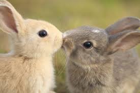 Image result for bunnies