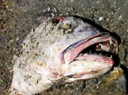 Image result for rotten fish sandwich