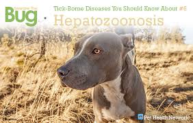 Image result wey dey for picture of a dog affected by hepatozoonosis