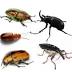 Coleoptera