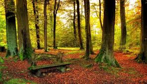 Hasil gambar untuk gambar hutan indah