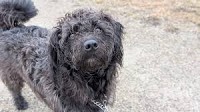 Guelph Humane Society to host low-cost microchip clinic
