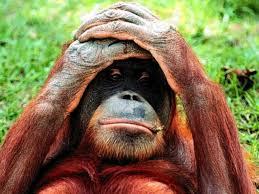 Résultat de recherche d'images pour 