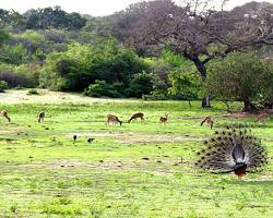 Hình ảnh về Yala National Park, Sri Lanka