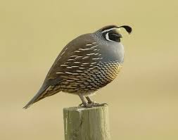 Image result for quail