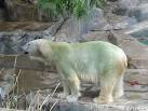 Extraordinary Facts About Polar Bears For International Polar Bear