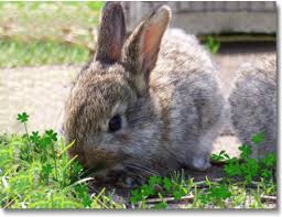Image result for RABBIT