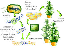 OGM : L’ADN des cultures génétiquement modifiées est transféré aux humains qui les mangent. Images?q=tbn:ANd9GcT9eXTp-gXcHcu30rT4jflrpaOjEbML4-odbp_UAoqVZal1T5WOMQ