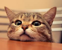 Картинки по запросу кот с запиской