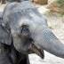 Melbourne Zoo's baby elephant critical, not eating enough