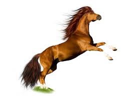 Image result for HORSE