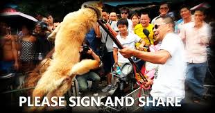 Image result for yulin dog meat festival petition