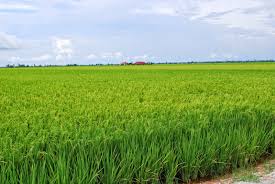 Image result for mashine ya kukoboa mpunga