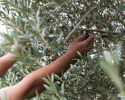 Image of Olive Tree Beaumont Texas