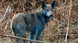 News source: Science et vie