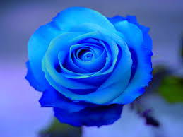 Image result for karangan bunga mawar biru