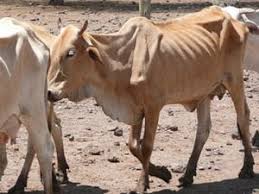 Resultado de imagen para fotos de vacas flacas