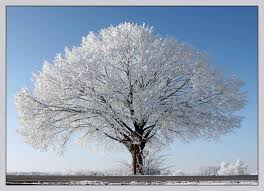 Eisbaum - Bild \u0026amp; Foto von Sonja Wittkopf aus Pflanzen im Winter ...