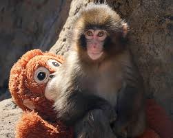 Lý do 'khỉ con ôm thú bông' ở Nhật Bản bị mẹ bỏ rơi - Báo ...