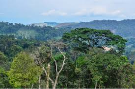 Angola não tem empresas com certificação florestal internacional, o que dificulta a entrada de produtos florestais no mercado europeu