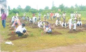 Image result for Tree plantation