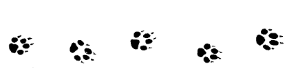 Resultado de imagen de animaux  empreintes