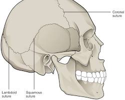 Image of Synarthrosis joint diagram