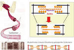 Die Aktin und Myosin ahnliche Proteine ixn. Kalbsthymuszellkern