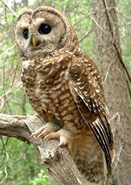 images?q=tbn:ANd9GcTAn7jBFXIU1CxjuNxhJkzTjgDjhzpIkSxDPG6pGVp4344ADEMp