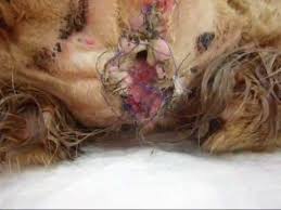 Image result for disease cats