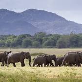 Minneriya National Park