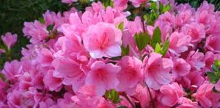 Image result for Azalea azaleas