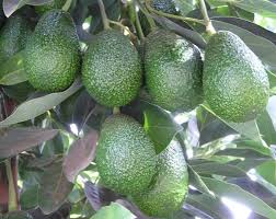 Resultado de imagen para cultivo de aguacate en colombia