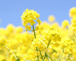 菜の花畑（神奈川県）の画像