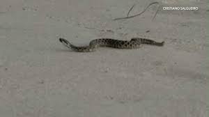 Snake