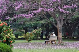 Image result for images of lalbagh park