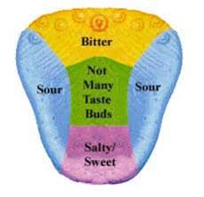 Image result for taste buds