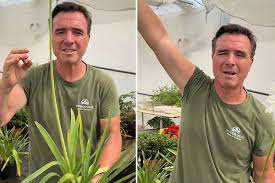 Ángel Illescas, experto en jardinería: “Esta planta es resistente a la sequía y a los duros inviernos”