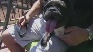 Image result for the dog who fought off 3 bears